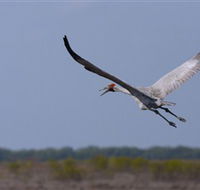 Gayngaru Wetlands Interpretive Walk - Tourism Gold Coast