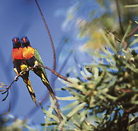 Wangi Falls Walk - Tourism Gold Coast