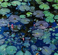 Pine Creek Water Gardens - Tourism Gold Coast