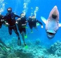 Magic Mountain Dive Site - Tourism Gold Coast