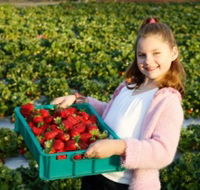 Strawberry Fields - Tourism Gold Coast