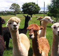 Banyandah Alpacas - Gold Coast
