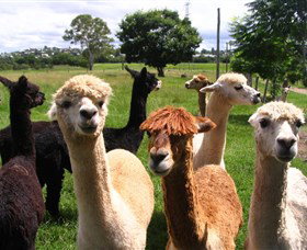 Banyandah Alpacas - Tourism Gold Coast 0