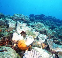 Mudjimba Old Woman Island Dive Site - Tourism Gold Coast