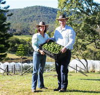 Hinterland Feijoas - Tourism Gold Coast