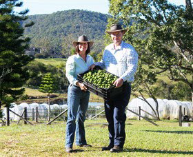 Hinterland Feijoas - Tourism Gold Coast 0