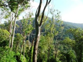 Smiths Track, Barron Gorge National Park - Gold Coast 0