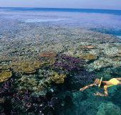 Split Bommie Dive Site - Gold Coast