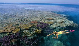 Split Bommie Dive Site - Tourism Gold Coast 0