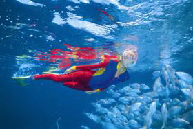 Pixie Pinnacle Dive Site - Tourism Gold Coast 0
