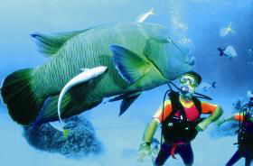 Cod Hole Dive Site - Tourism Gold Coast 0