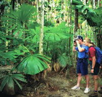Mount Sorrow Ridge Trail Daintree National Park - Tourism Gold Coast