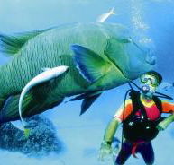 Turtle Bay Dive Site - Tourism Gold Coast