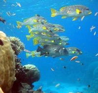Coral Gardens Dive Site Flynn Reef - Tourism Gold Coast