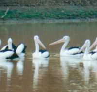 Pelican Point - Tourism Gold Coast