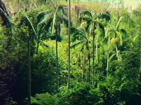 Mungungo QLD Gold Coast