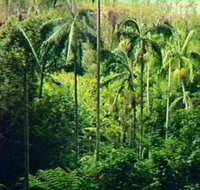 Fern Tree Pool and Giant's Chair Circuit - Gold Coast