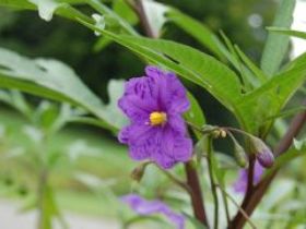 Alpha Native Flower Garden - Tourism Gold Coast 0
