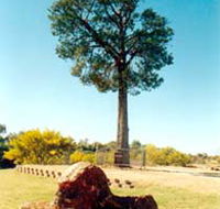 Robbers Tree - Tourism Gold Coast
