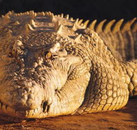 Koorana Crocodile Farm - Tourism Gold Coast