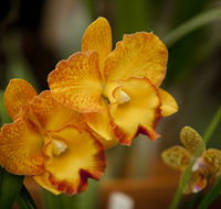 Queens Park - Orchid House - Gold Coast