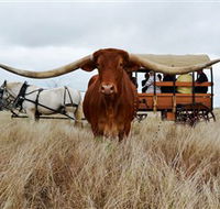 Texas Longhorn Wagon Tours and Safaris - Tourism Gold Coast