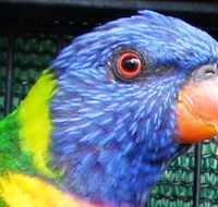 Fraser Coast Wildlife Sanctuary - Tourism Gold Coast