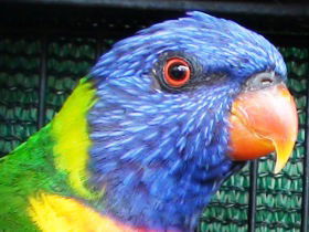 Fraser Coast Wildlife Sanctuary - Tourism Gold Coast 0