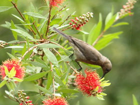 Birdwatching In Dysart - Gold Coast 0