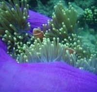 The Lady Bowen Dive Site - Tourism Gold Coast