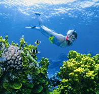 Wheeler Reef Dive Site - Gold Coast