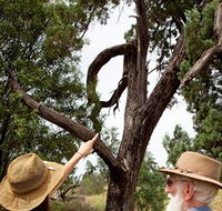 Charleville - Outback Native Timber Walk - Tourism Gold Coast