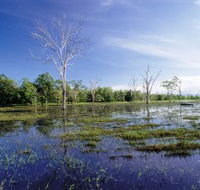 Tyto Wetlands - Gold Coast