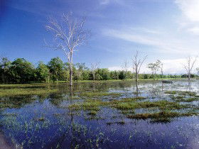 Tyto Wetlands - Gold Coast 0