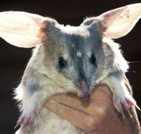 Charleville - Bilby Experience - Tourism Gold Coast