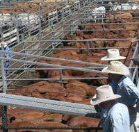 Dalrymple Sales Yards - Cattle Sales - Gold Coast