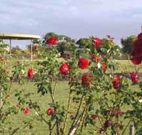 Elizabeth Park Rose Gardens - Tourism Gold Coast