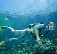 Manta Ray Bommie Dive Site - Tourism Gold Coast