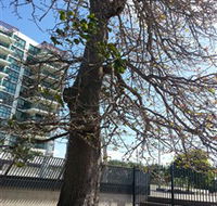 The Leichhardt Tree - Gold Coast