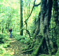 Mt Superbus - Gold Coast