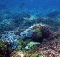 Hoffman's Rocks Dive Site - Tourism Gold Coast