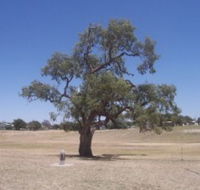 Historic Coolabah Tree - Tourism Gold Coast