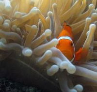 Flat Rock Dive Site - Tourism Gold Coast