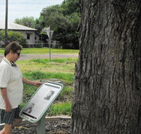 Augathella Kenniff Tree - Tourism Gold Coast