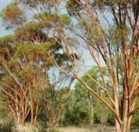 Myall Park Botanic Garden - Tourism Gold Coast