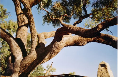 Burke And Wills Dig Tree - Tourism Gold Coast 1