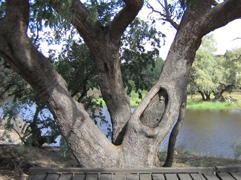Burke And Wills Dig Tree - Tourism Gold Coast 2