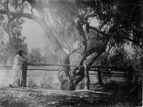 Burke And Wills Dig Tree - Tourism Gold Coast 4