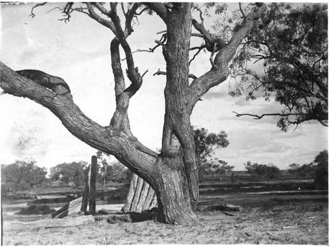 Burke And Wills Dig Tree - Tourism Gold Coast 5