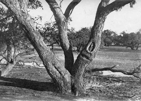 Burke And Wills Dig Tree - Tourism Gold Coast 6